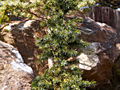Picea omorika Wodan IMG_4998 (VALENTA) Świerk serbski